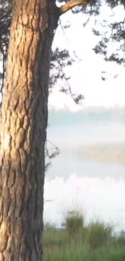 Misty morning at forest lake with tall tree.