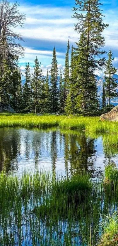 Serene forest lake with lush grass, calm waters, and tall trees under a blue sky.