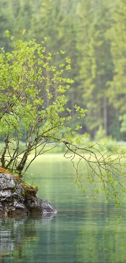 Serene forest lake with lush green trees and reflective water surface.