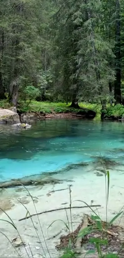 Tranquil forest lake scene with clear turquoise water and lush greenery.