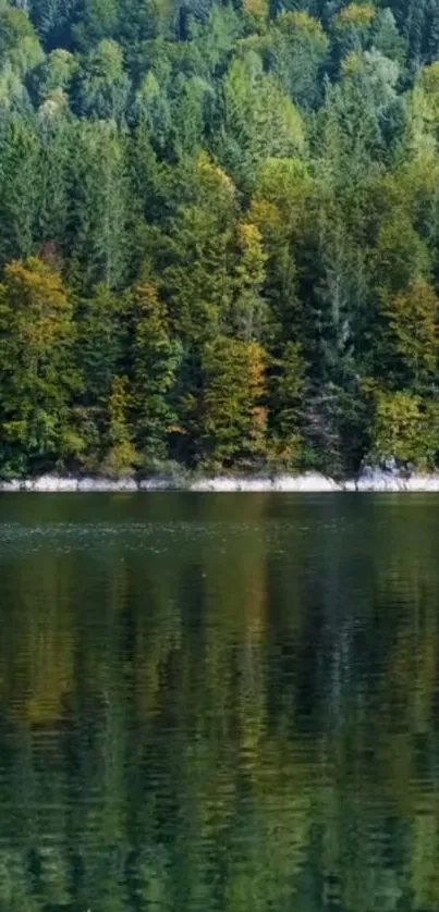 Serene forest with reflective lake water.