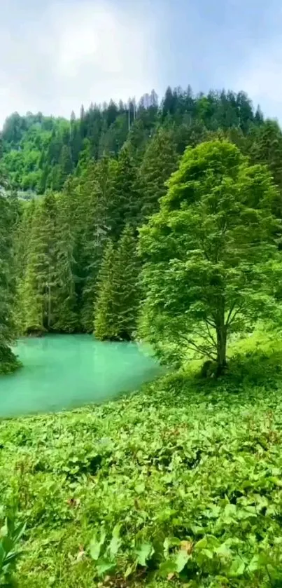 Lush green forest with serene lake and clear sky.