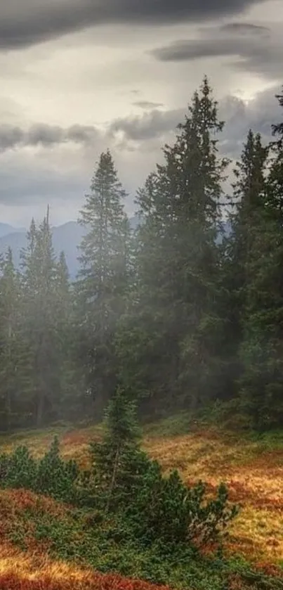 Serene landscape of a lush green forest under dramatic cloudy skies.