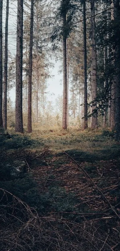 Serene forest landscape with tall trees and lush green scenery.