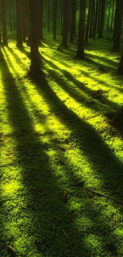 Sunlight filtering through forest trees illuminating green moss.