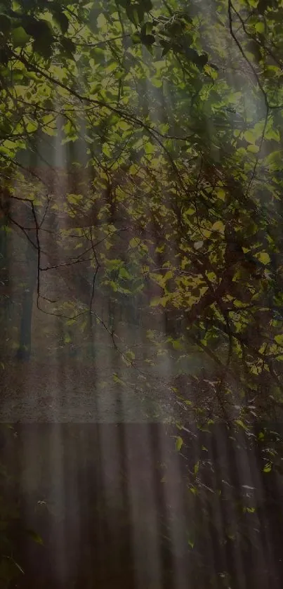 Forest wallpaper with sunlight streaming through lush green leaves.