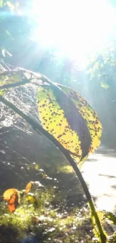 Serene forest pathway with sunlight streaming through leaves.