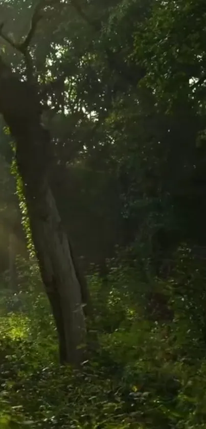 Sunlit forest scene with lush greenery.