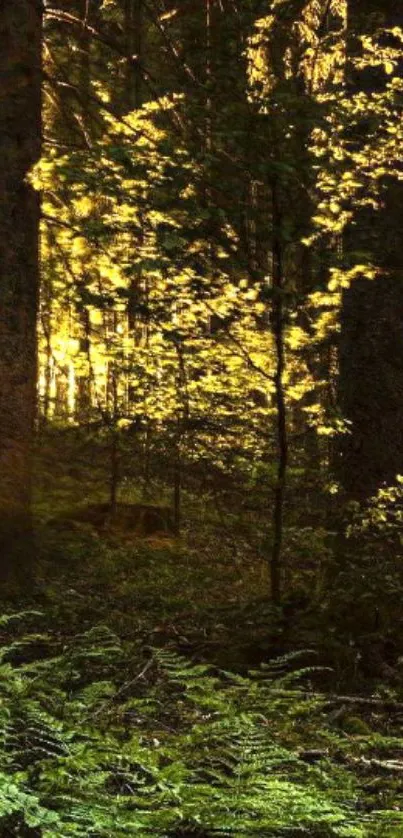 Sunlit forest scene with lush greenery and trees.