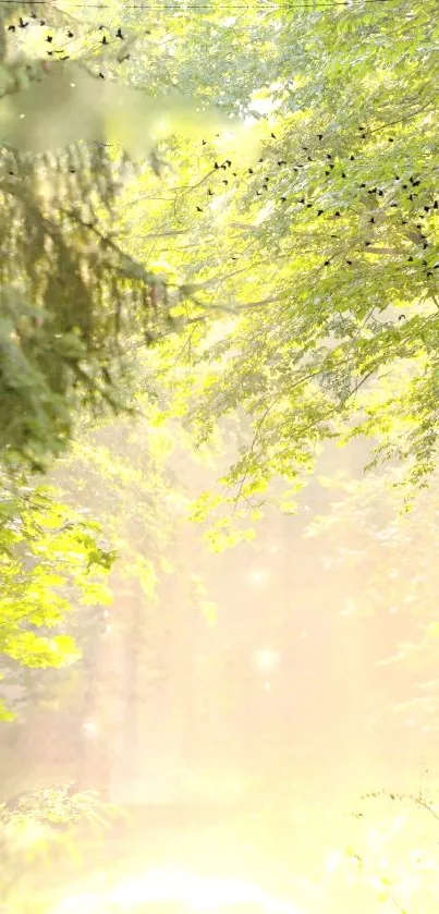 Serene forest with sunlight filtering through green leaves.