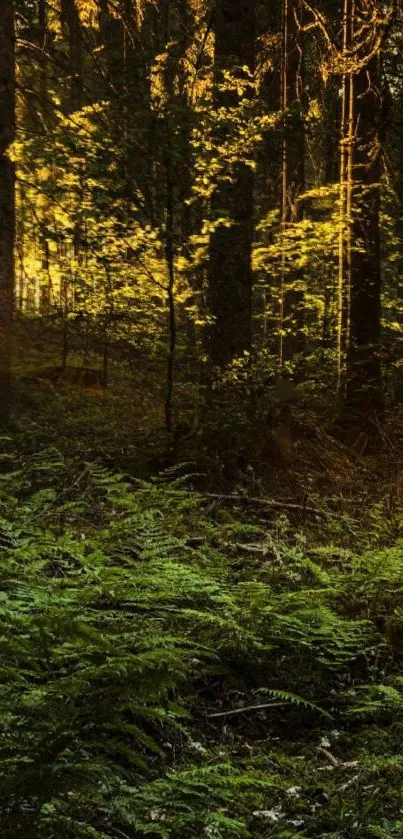 Sunlit forest with lush green ferns and tall trees.