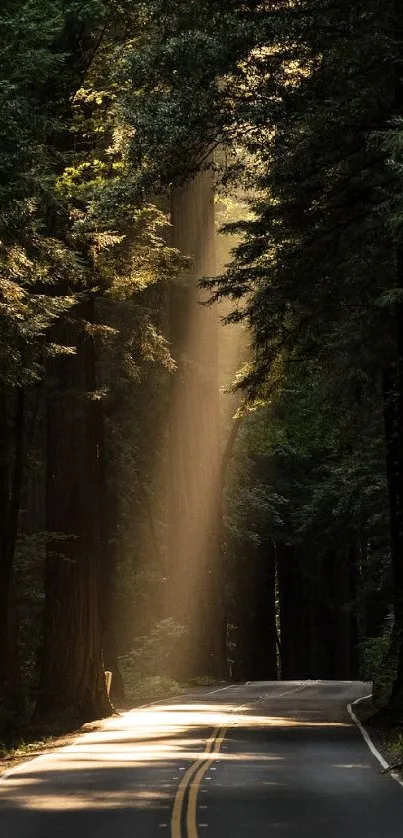 Sunlit road through tranquil forest landscape.