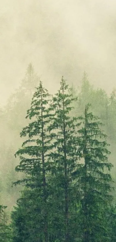 Serene forest mist with tall green trees and light fog.