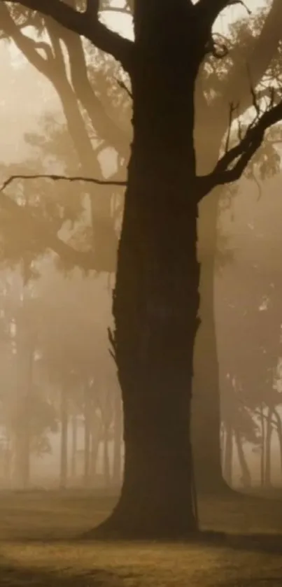 Misty forest scene with tall trees and a tranquil atmosphere.