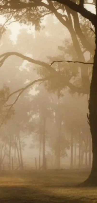 Misty forest scene with golden light filtering through tall trees.