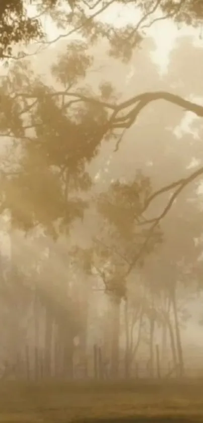 Serene forest mist with golden light and silhouetted trees.