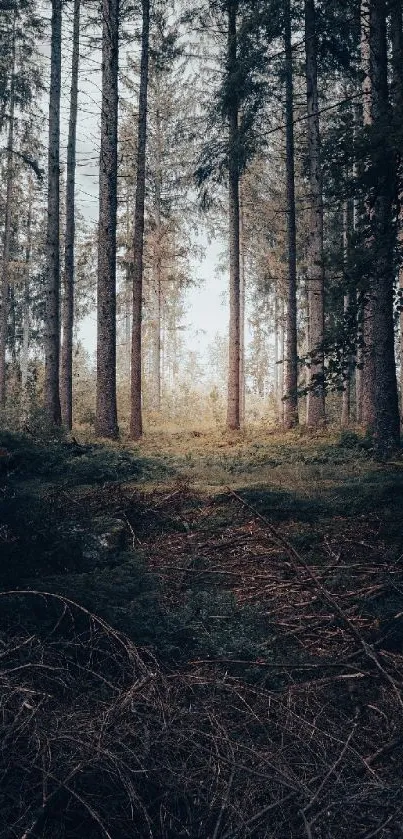 Serene forest wallpaper with tall trees and soft sunlight in a peaceful green setting.