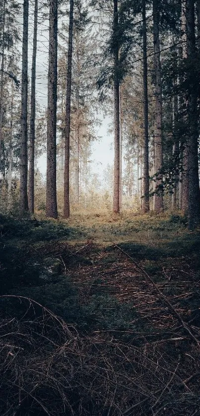 Tranquil forest scene with tall trees and lush greenery.