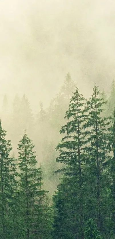 Misty forest with green trees and foggy atmosphere on mobile wallpaper.