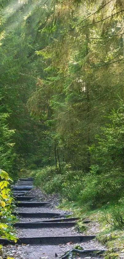 Serene forest path with sunlit trees and lush greenery.