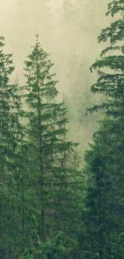 Green misty forest with tall trees and soothing ambiance.