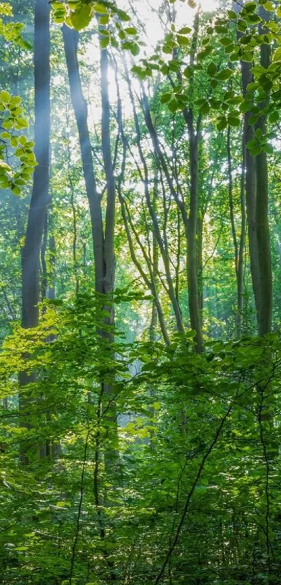 Peaceful forest with sunlight and lush green trees.