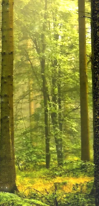 Serene forest with tall trees and green foliage under soft light.