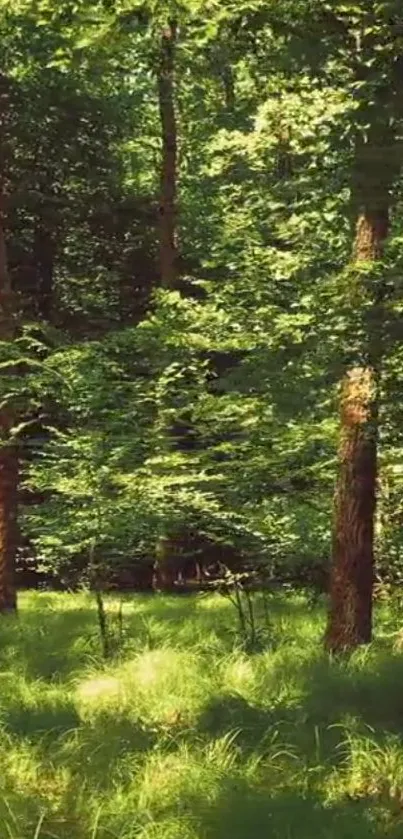 Serene forest scene with sunlight through greenery.