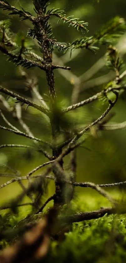 Close-up of a pine branch with a green forest background.