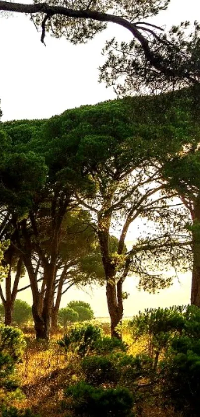 Serene forest with tall green trees basking in warm sunlight.