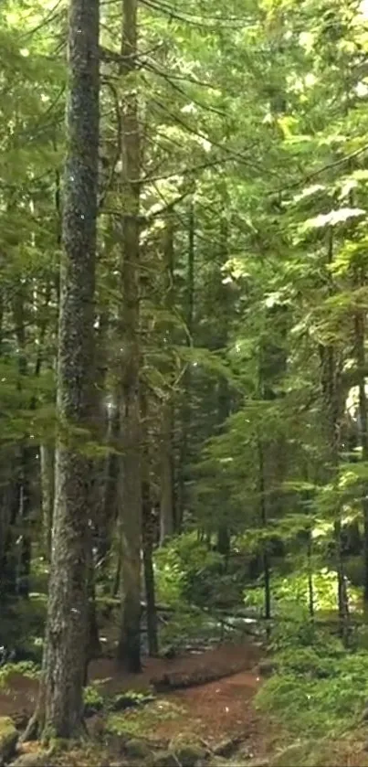 Serene forest wallpaper with green trees and sunlight filtering through.