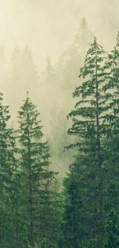 Misty forest with towering green pine trees wallpaper.