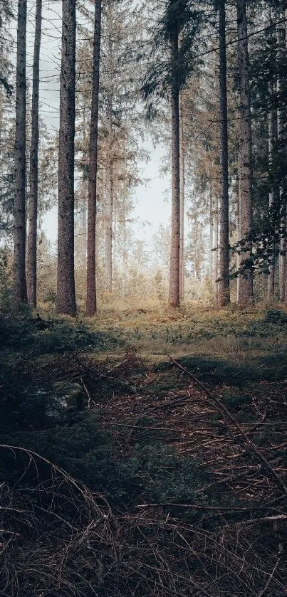 Serene forest view with tall trees and lush greenery, ideal for mobile wallpaper.