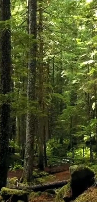 Serene forest wallpaper with tall trees and lush green scenery.