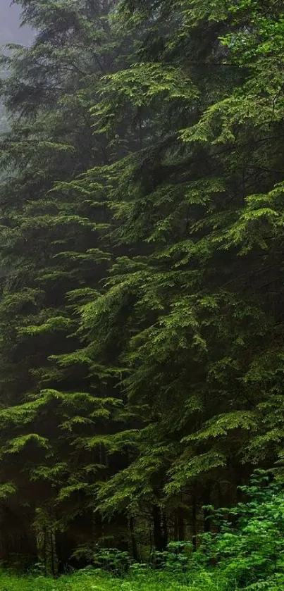 Misty forest with lush green trees and a winding path.