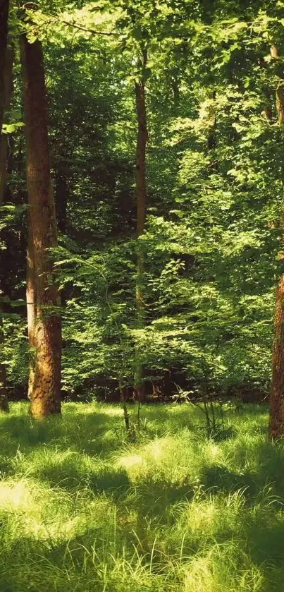 Lush green forest with tall trees and sunlight filtering through leaves.