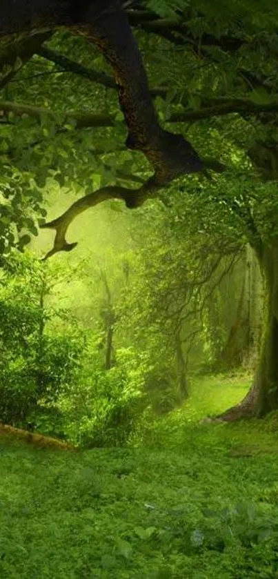 Lush green forest with sunlight filtering through trees.