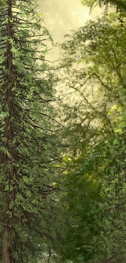 A serene mobile wallpaper featuring a lush green forest with sunlight filtering through trees.