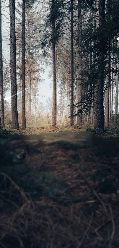 Serene forest with tall trees and a tranquil atmosphere.