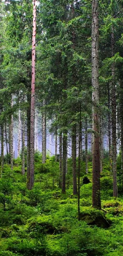 Serene green forest mobile wallpaper with tall trees.