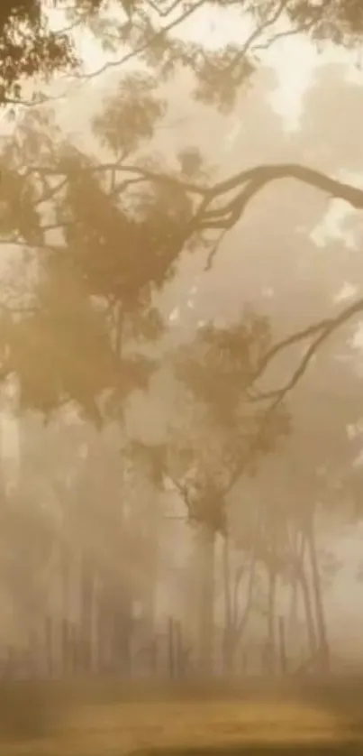 Foggy forest with golden morning light streaming through trees.