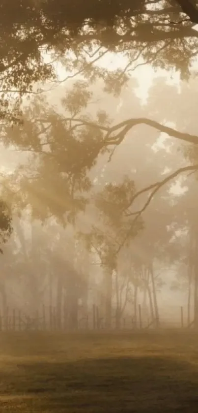 Misty morning forest with golden sunlight filtering through trees.