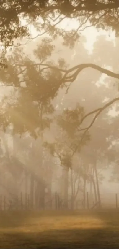 Serene forest with morning light rays and trees.