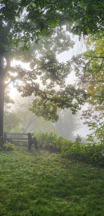 Sunlit forest scene with trees and bench.