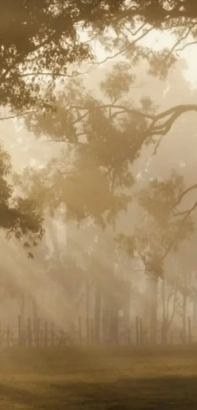 Misty forest scene with sunlight filtering through trees.