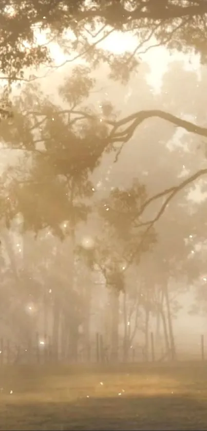 Serene morning light in a misty forest scene with soft golden hues.