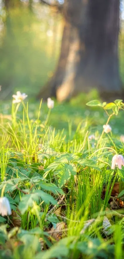 Sunlit forest floor with lush greenery and dappled sunlight.