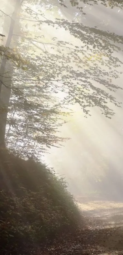 Sunlight beams through forest trees calming morning scene.