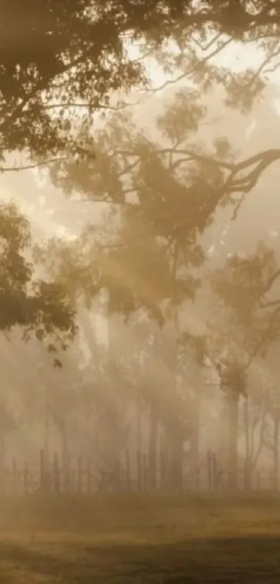 Golden sunlight streaming through a tranquil forest in the morning.