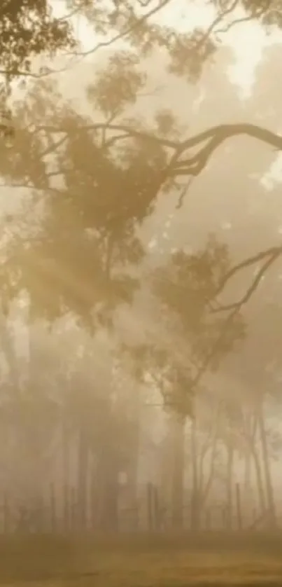 Peaceful forest scene with sunlight and mist in soft focus.